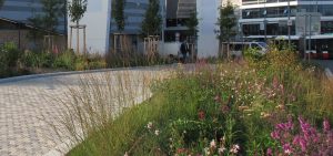 Chodov Planting 07